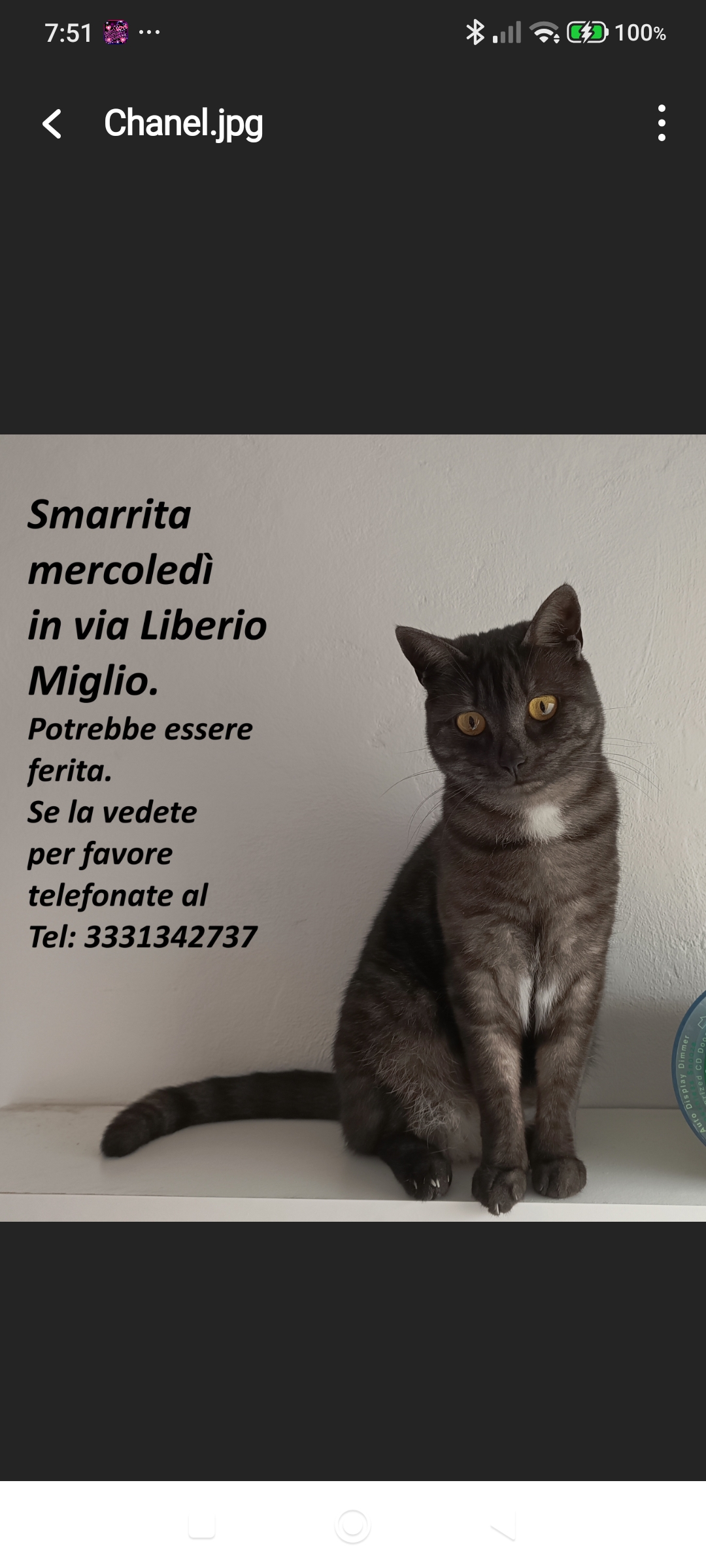 Appello Gatta smarrita Bellinzago Novarese