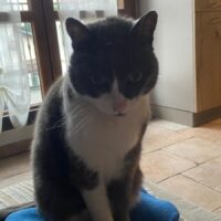 Gatta grigio e bianca eta 18 di nome Bonny sparita il 17 giugno a Cardano al Campo zona via Vicenza/