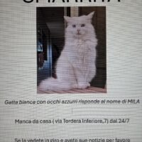 Smarrita Mila - gatta bianca con occhi azzurri