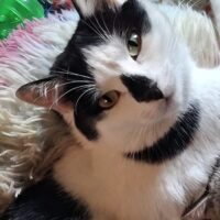 Smarrimento della gattina Toffée