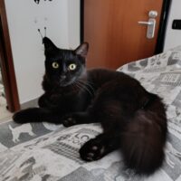 Smarrita gatta di 1 anno, nera, pelo lungo, con microchip