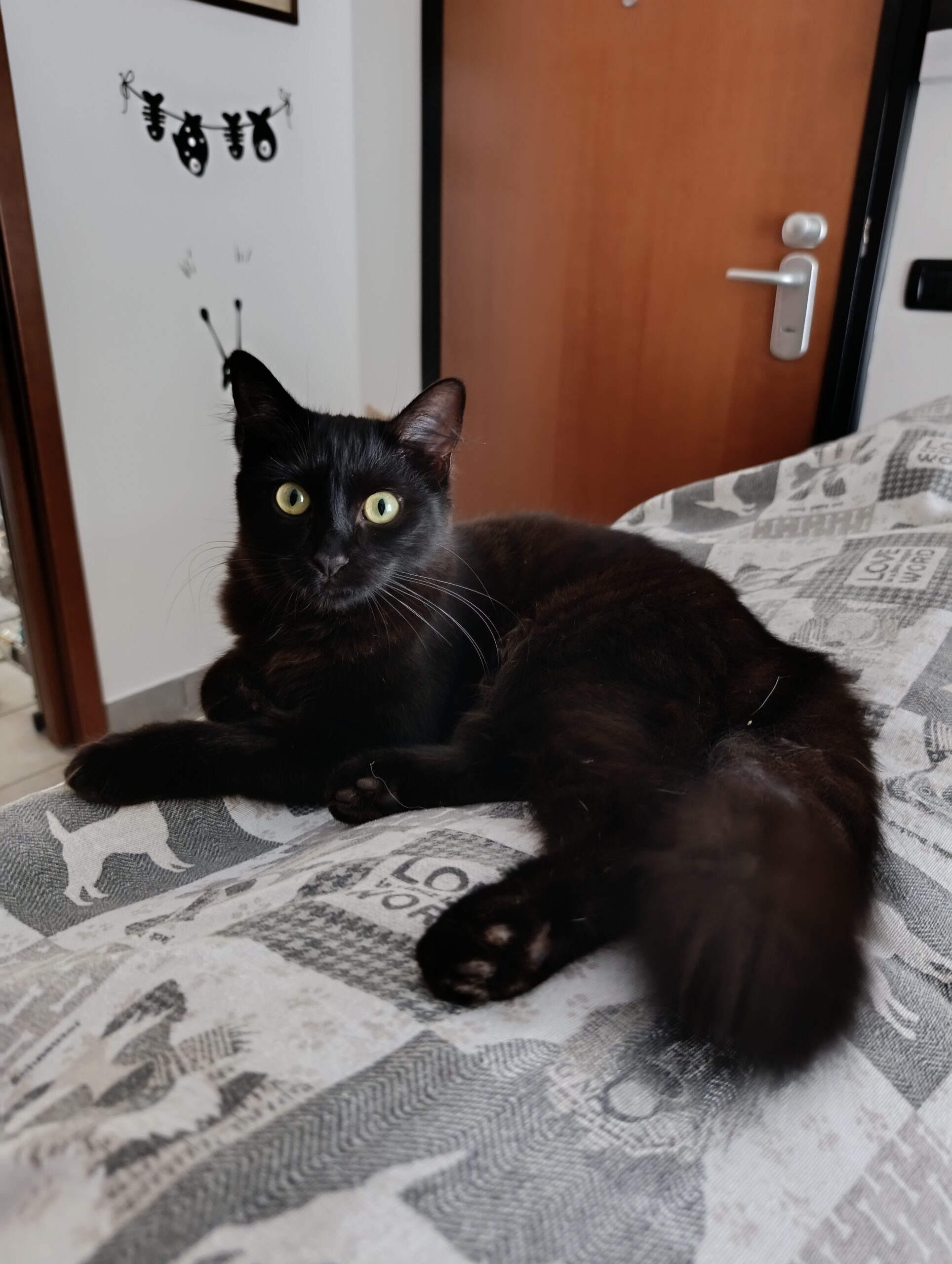 Smarrita gatta di 1 anno, nera, pelo lungo, con microchip