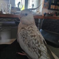 Smarrita calopsite bianca e grigia in zona Azzate