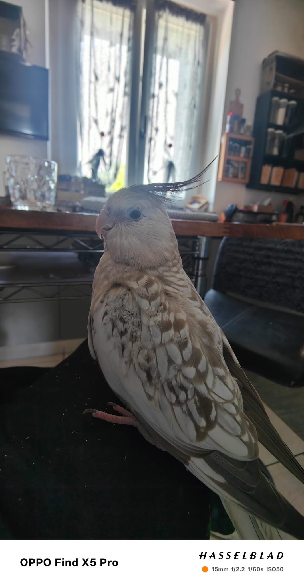 Smarrita calopsite bianca e grigia in zona Azzate