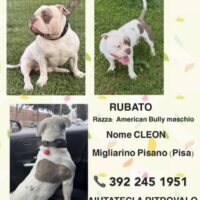 Cane Cleon Rubato a Migliarino Pisano (Pisa) il 26 marzo 2026