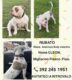 Cane Cleon Rubato a Migliarino Pisano (Pisa) il 26 marzo 2026