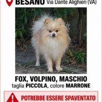 Scomparso cagnolino