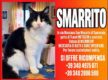 gatto Aaron, scomparso a San Macario, frazione di Samarate, in via Massaua pelo medio-lungo, di colo