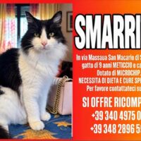 gatto Aaron, scomparso a San Macario, frazione di Samarate, in via Massaua pelo medio-lungo, di colo