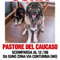 Cane smarrito in data 12.09.2026 a Suno in zona via Conturbia