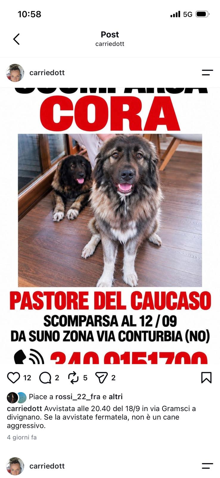 Cane smarrito in data 12.09.2026 a Suno in zona via Conturbia